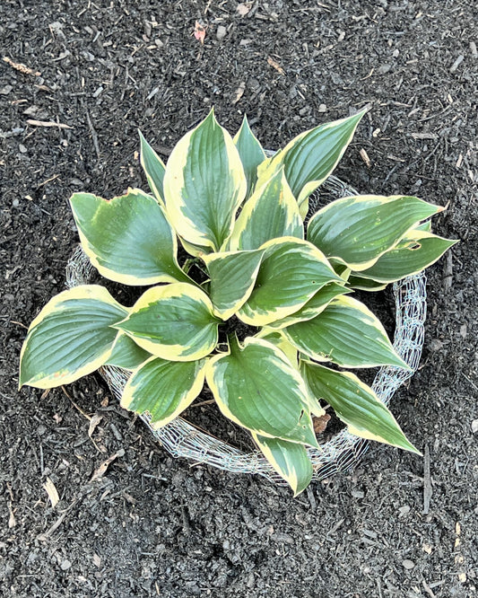 After the Attack: Transplanting How-To