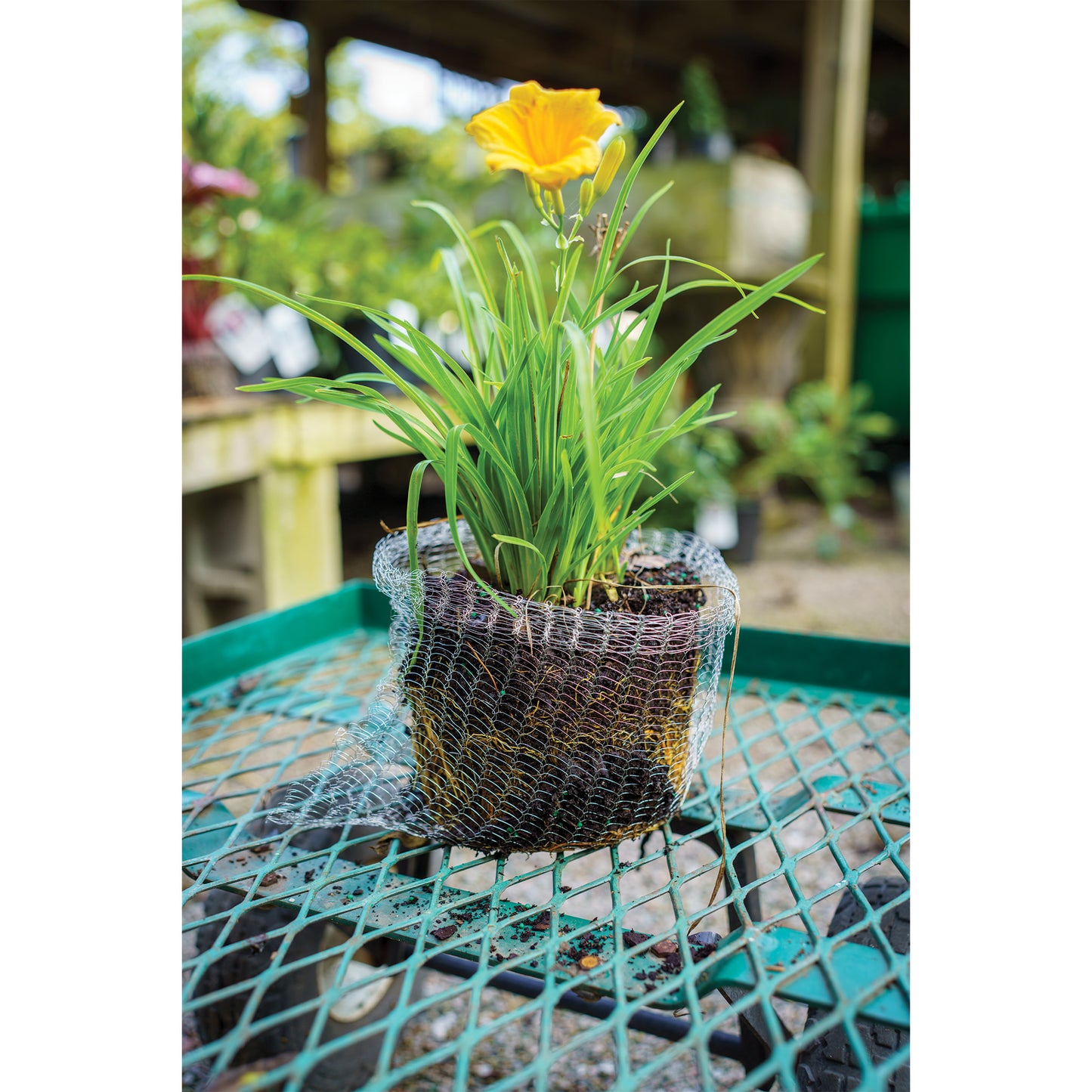 1-gallon Vole Basket (pack of 4 baskets)