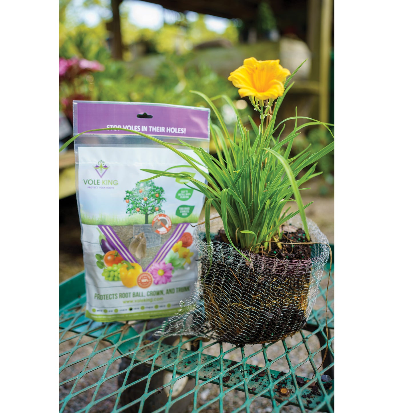 1-gallon Vole Basket (pack of 4 baskets)