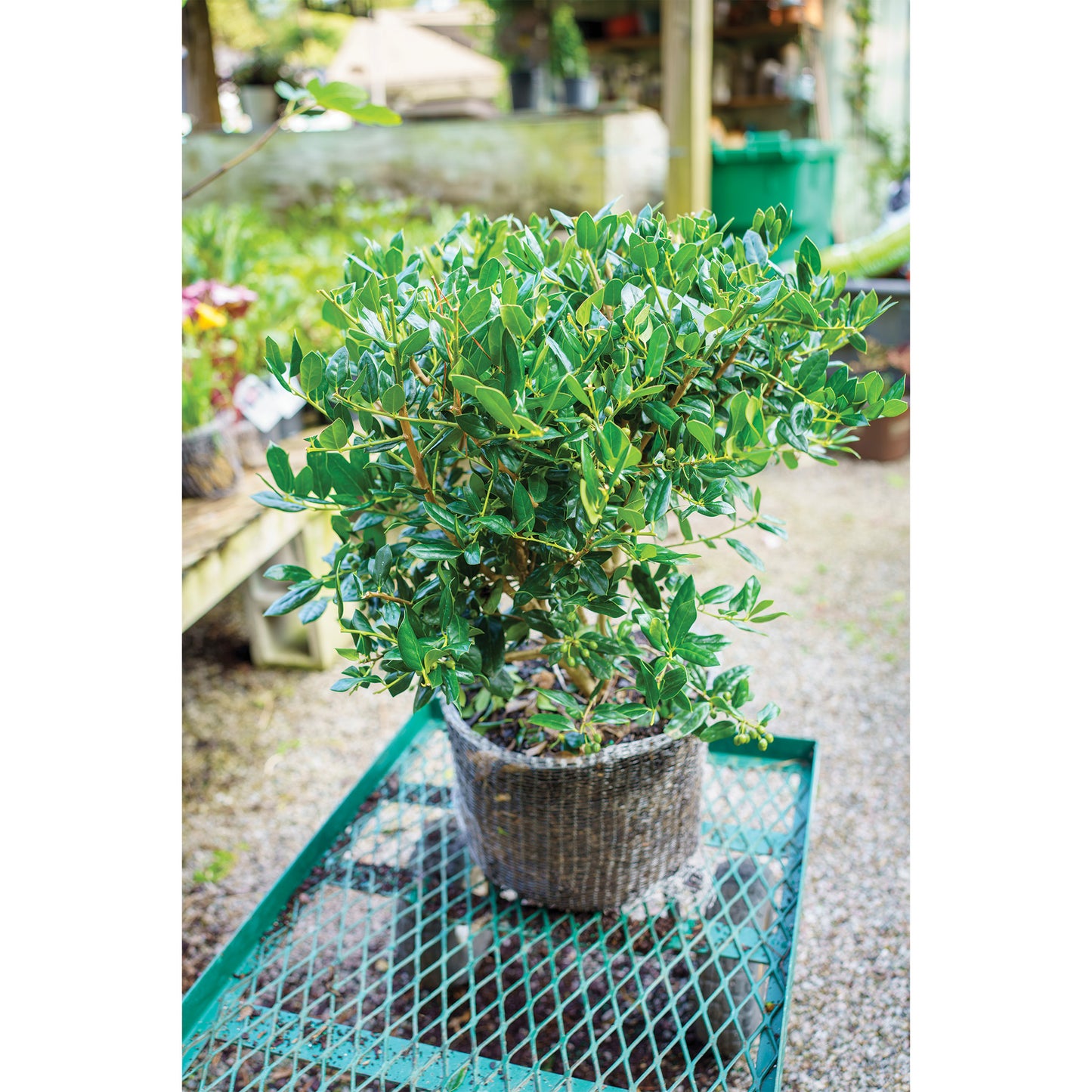 10-gallon Vole Basket (pack of 2 baskets)