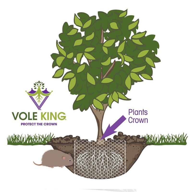 1-gallon Vole Basket (pack of 4 baskets)