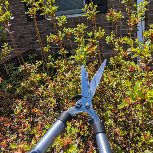 When To Prune — And When Not To: A Seasonal Guide