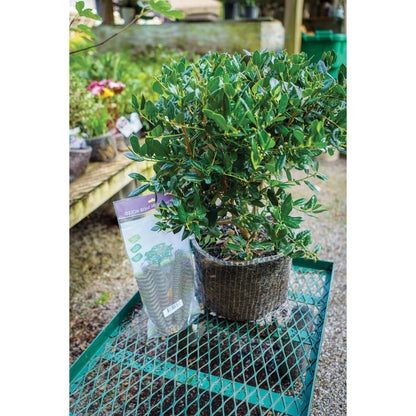 10 gallon Vole Basket (pack of 2 baskets)