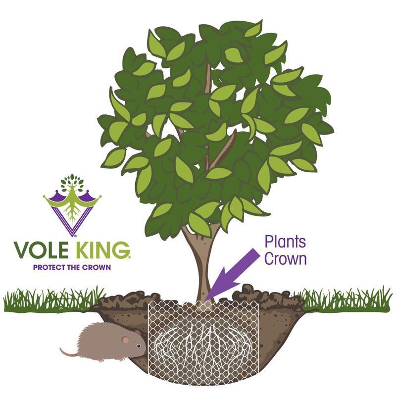 1 quart Vole Basket (pack of 4 baskets)